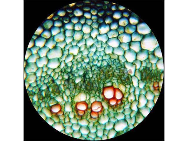 Biological Compound Microscope 40X-1600X M494173