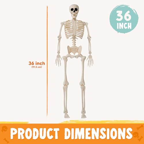 36" Posable Hanging Skeleton R56255