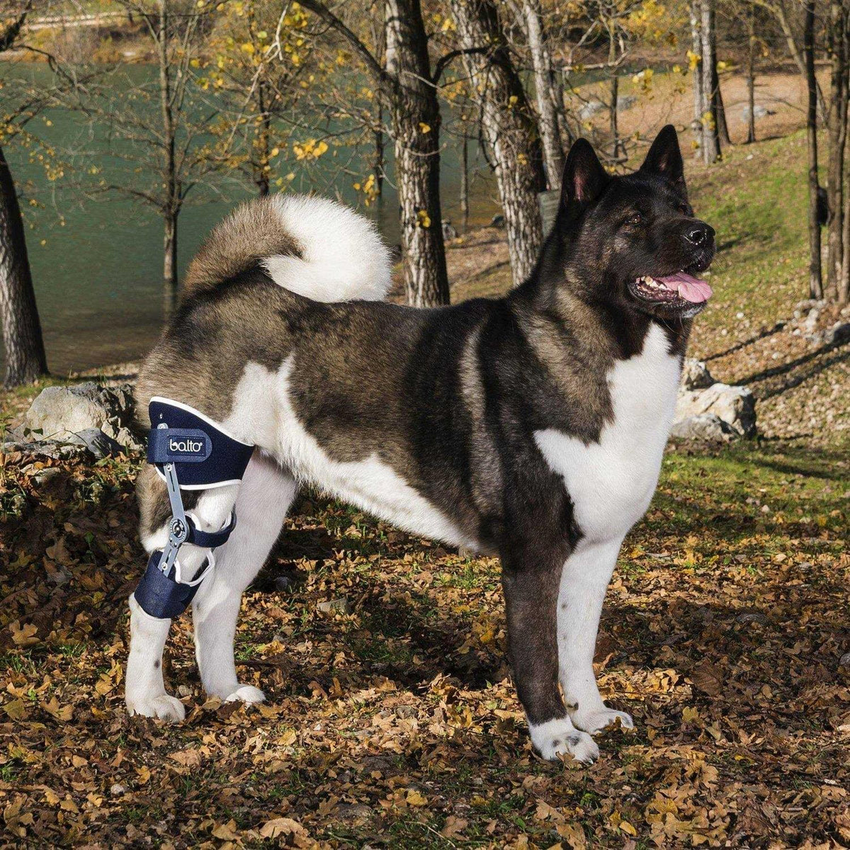 Adjustable Hinged Dog Knee Brace N91879