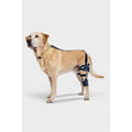 Adjustable Hinged Dog Knee Brace N91879