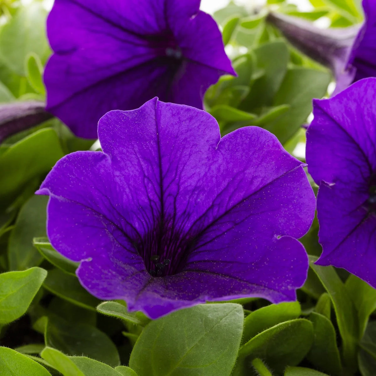 Blue Petunia Annual Live Plant 5-Count with Grower Pot J4762