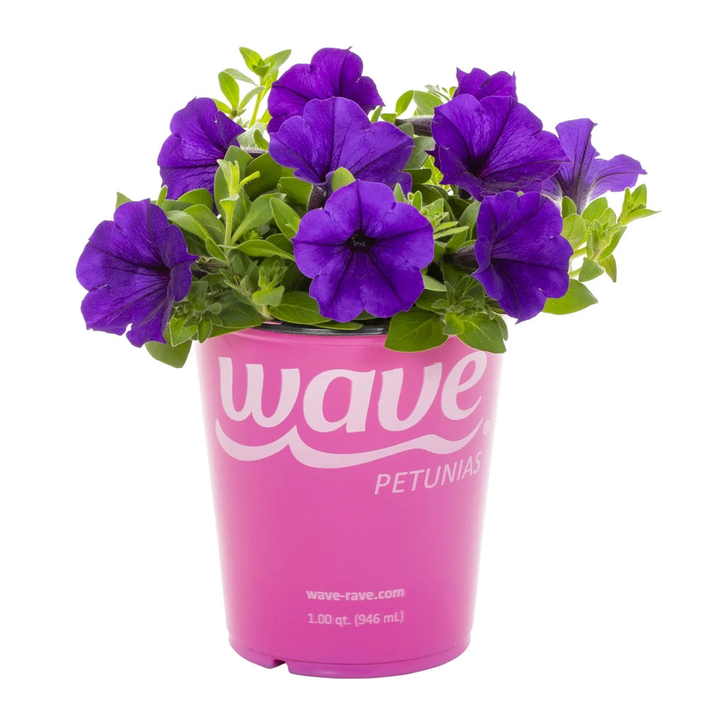 Blue Petunia Annual Live Plant 5-Count with Grower Pot J4762
