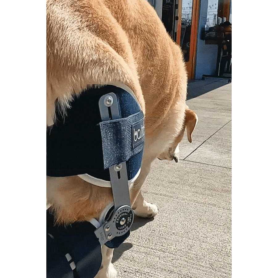 Adjustable Hinged Dog Knee Brace N91879