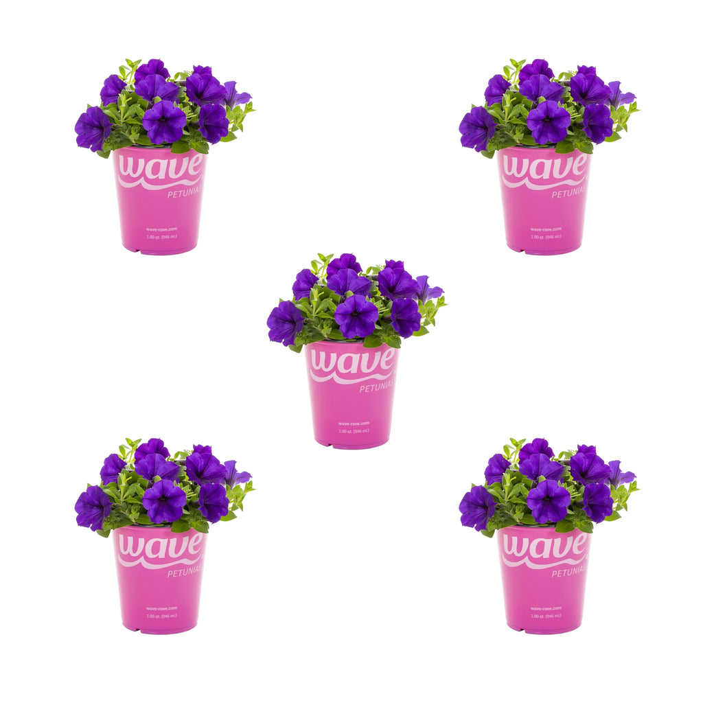 Blue Petunia Annual Live Plant 5-Count with Grower Pot J4762