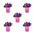 Blue Petunia Annual Live Plant 5-Count with Grower Pot J4762