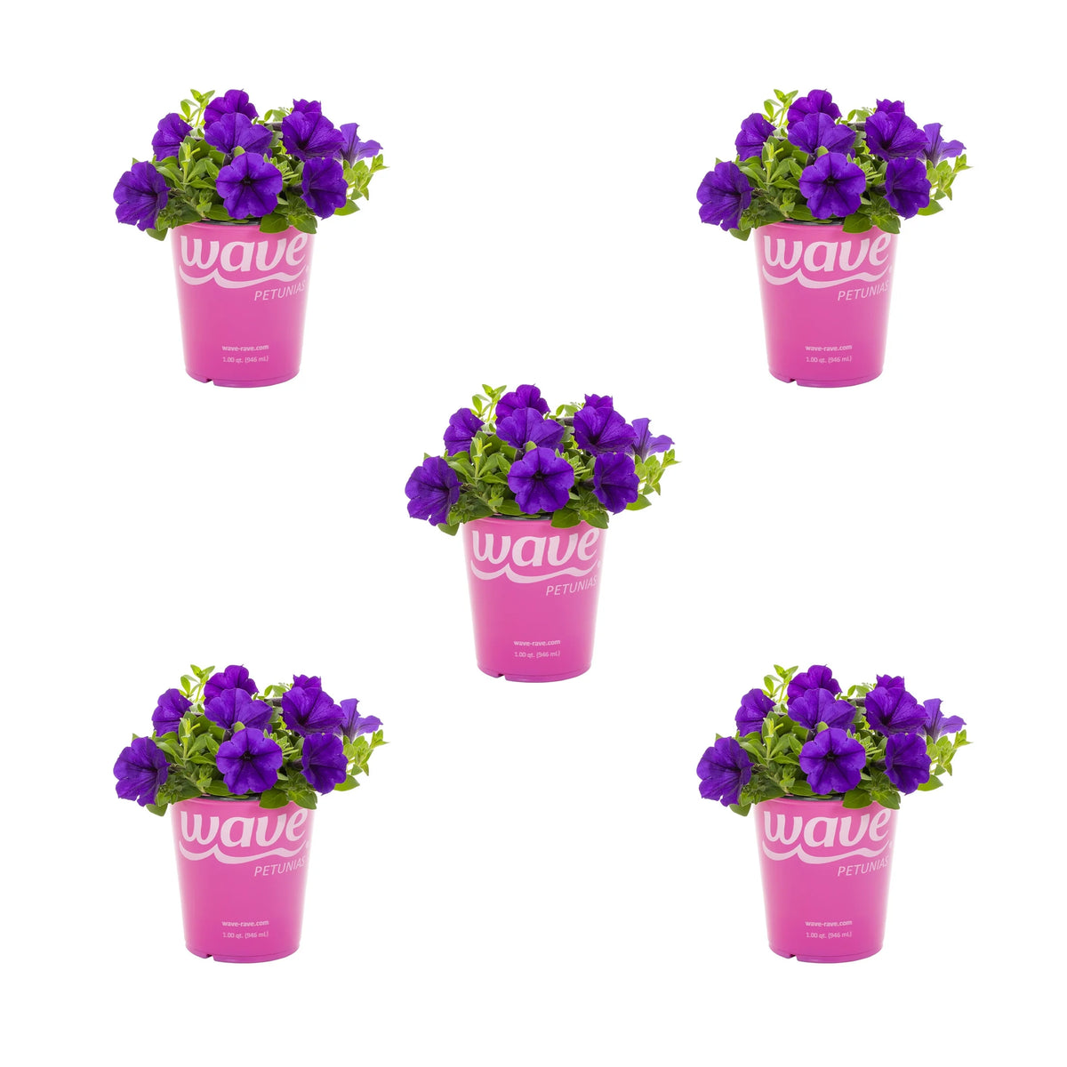 Blue Petunia Annual Live Plant 5-Count with Grower Pot J4762