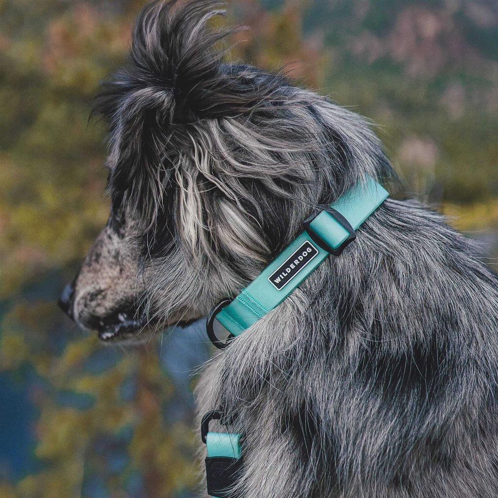 Waterproof Collar T528