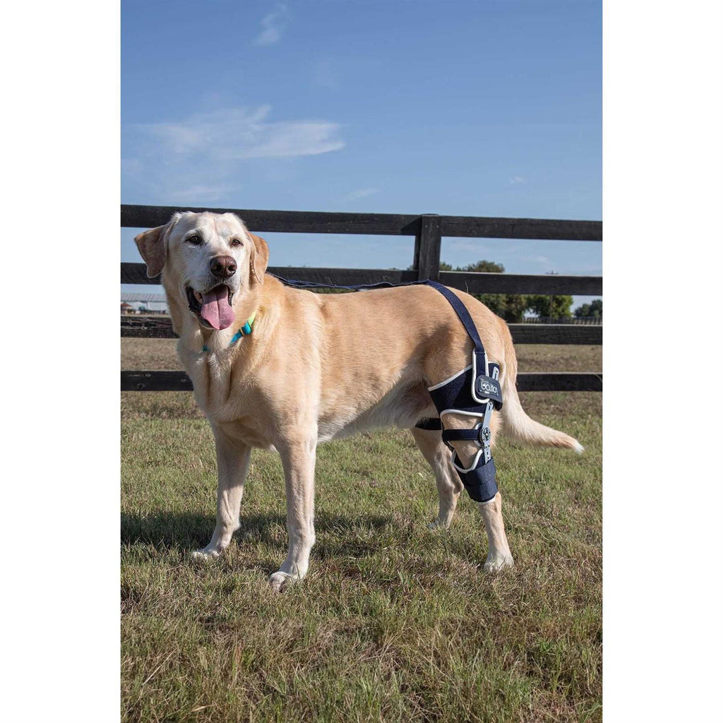Adjustable Hinged Dog Knee Brace N91879