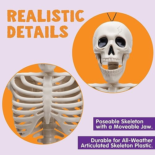 36" Posable Hanging Skeleton R56255
