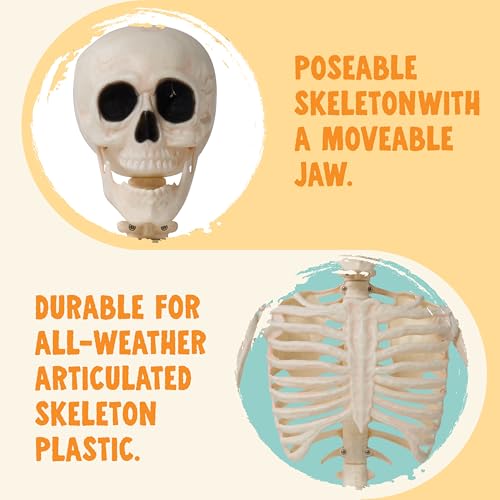 36" Posable Hanging Skeleton R56255