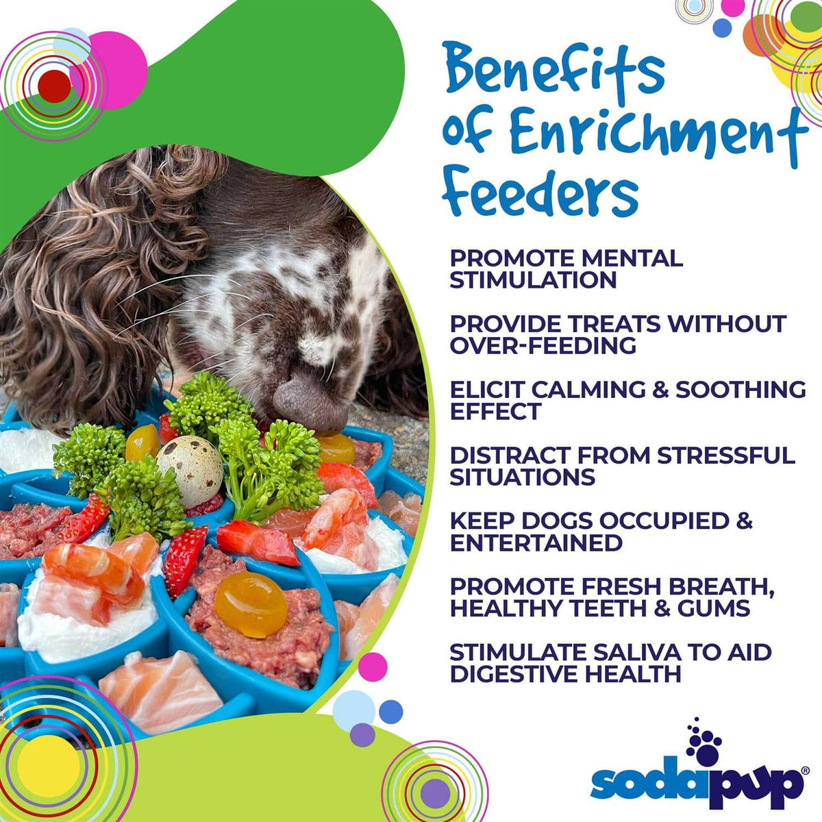 Mandala Design Enrichment Tray for Dogs R31039