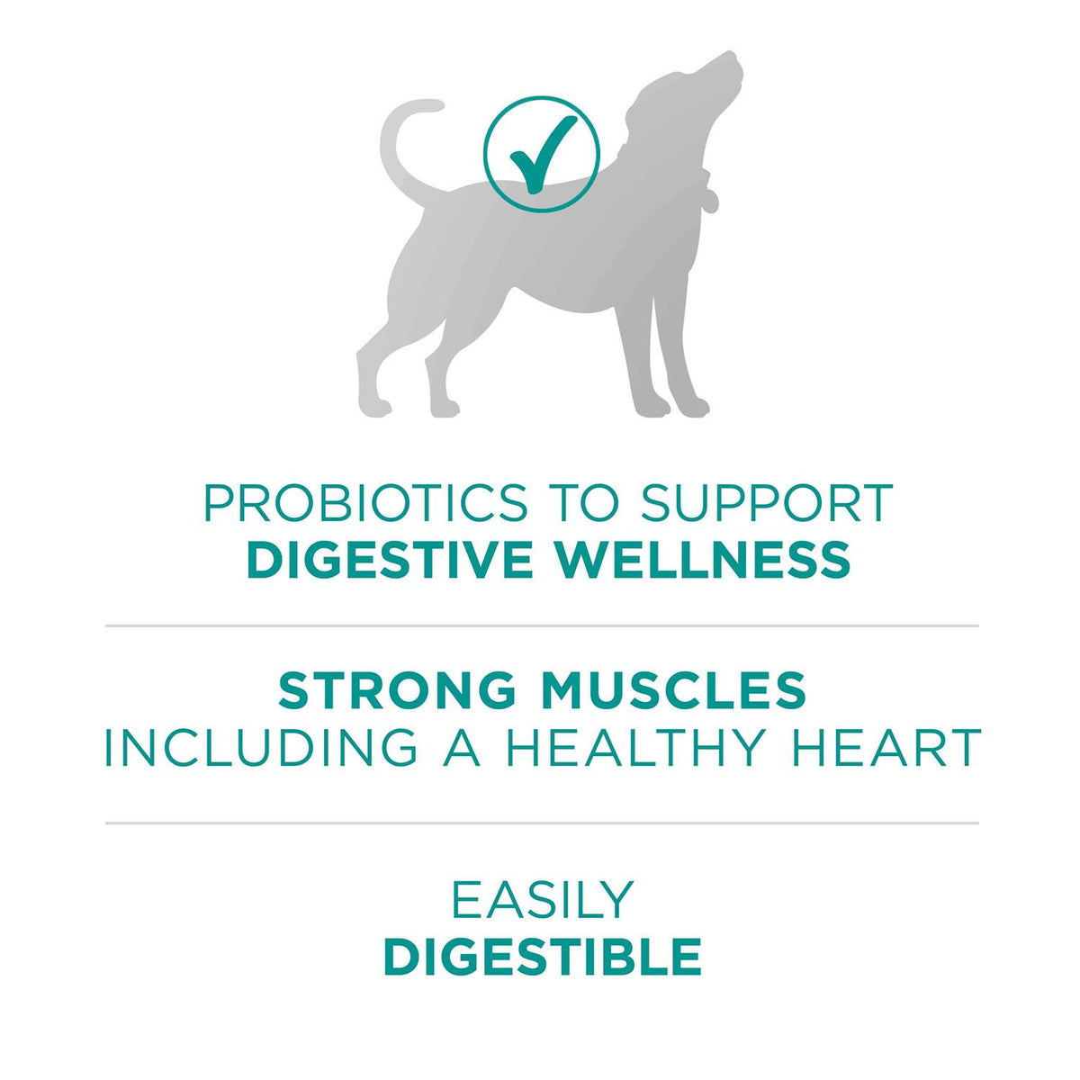 Dry Dog Food T3992